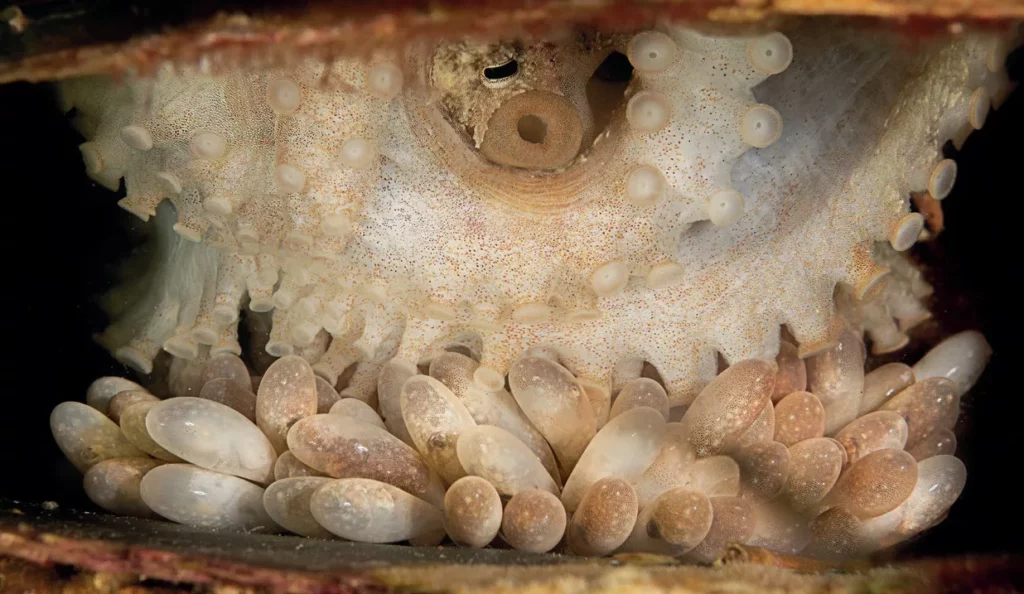 Diving with Diana Fernie 12 An underwater octopus nesting and carefully protecting its eggs, photo by Diana Fernie.
