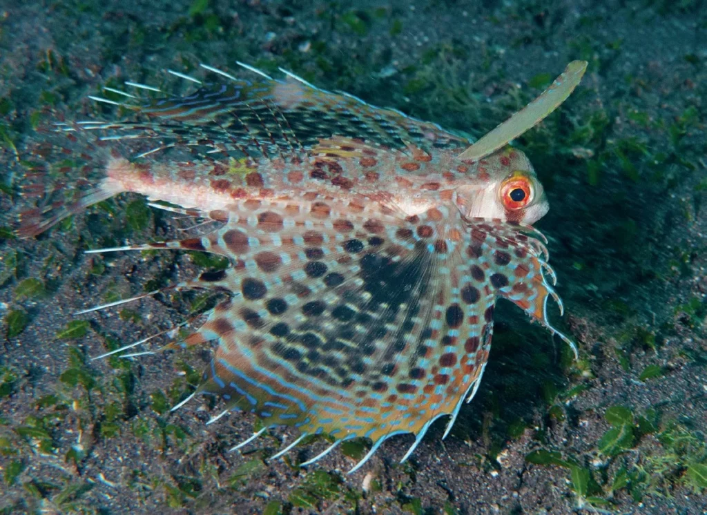 Muck Diving in Lembeh Strait: Ultimate Passport to Paradise (Pt. III) 5 An Oriental flying gurnard displaying its large, wing-like pectoral fins over the substrate.