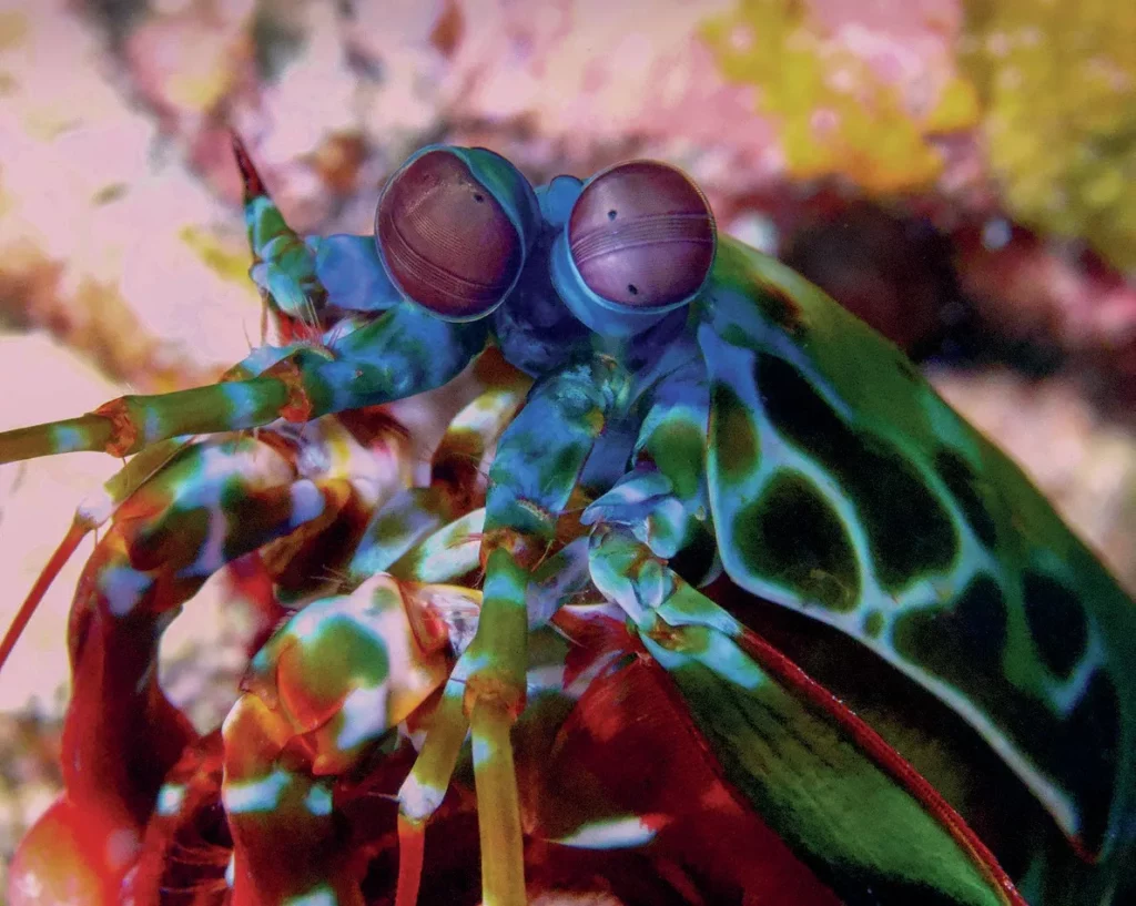 A colorful Peacock Mantis Shrimp looking out from its burrow on the reef floor.