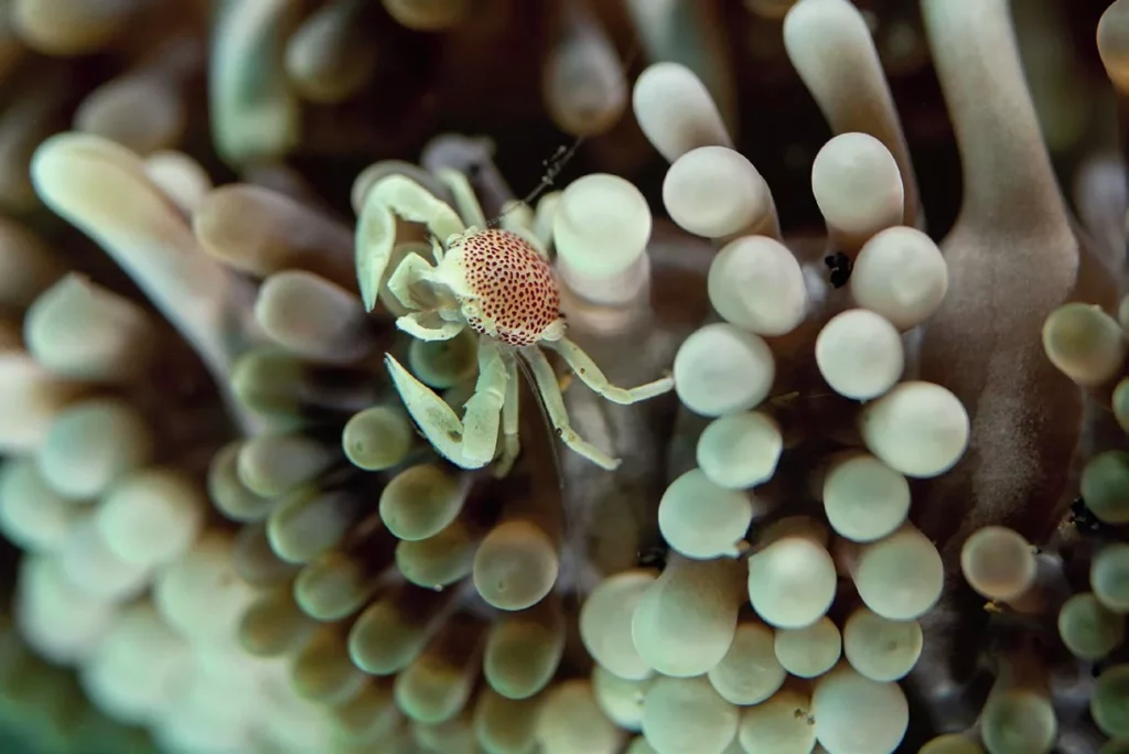 A Porcelain anemone crab feeding in his home on the reef in the Bunaken Marine Park