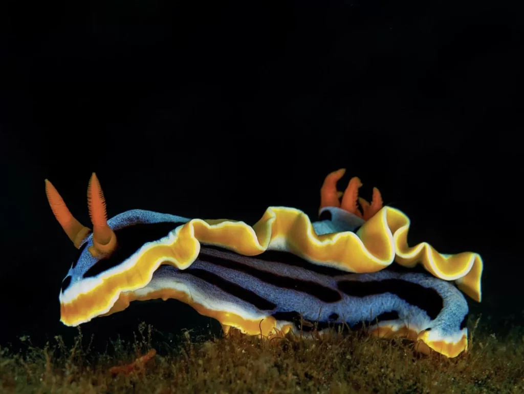 A pyjama nudibranch in north sulawesi