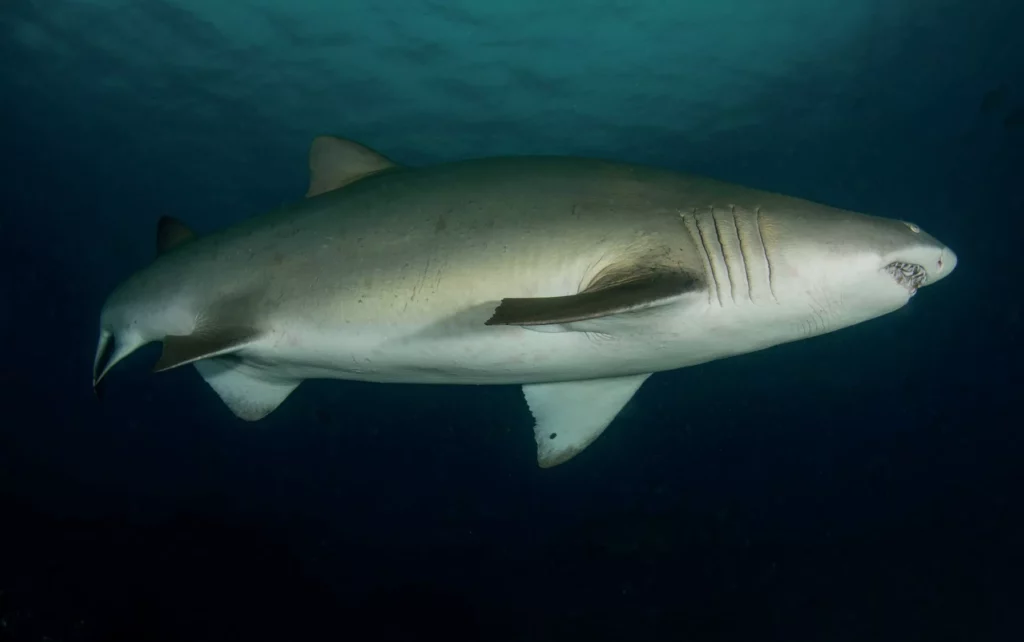 Discovering Sodwana Bay 6 A ragged tooth shark swimming through a cave, one of the apex predators encountered while Diving Sodwana Bay.