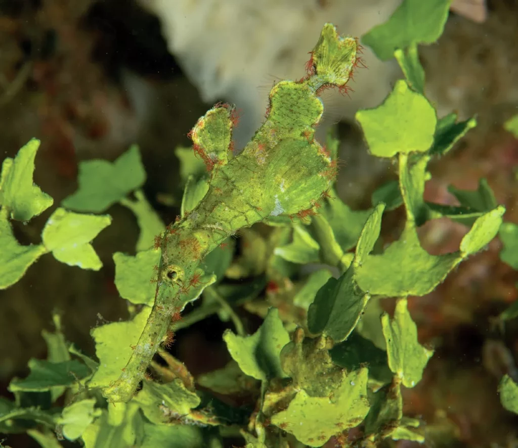 A Robust pipefish camouflaged against seagrass in North Sulawesi.