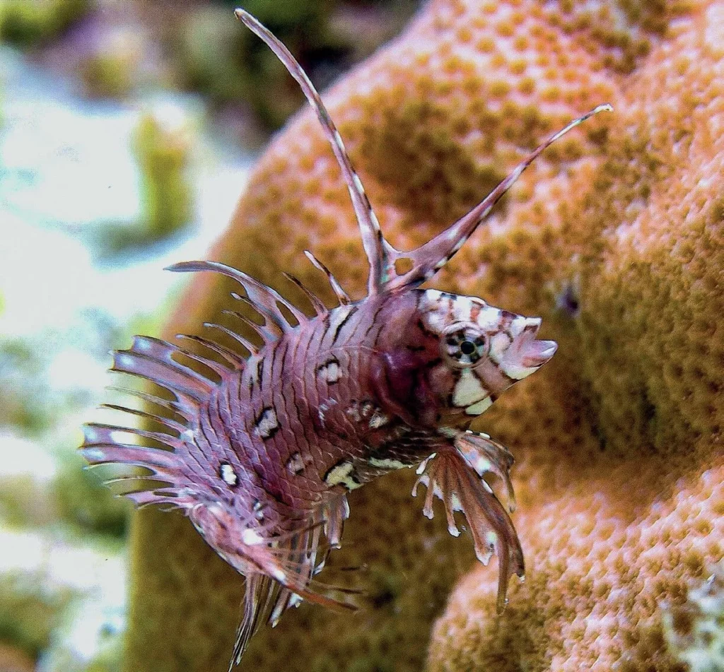 A unique Rockmover Wrasse swimming close to the sandy seabed near coral formations.