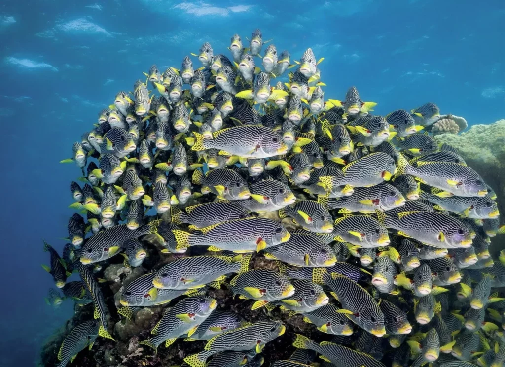 A dense school of yellow snappers hovering above a diverse coral garden.