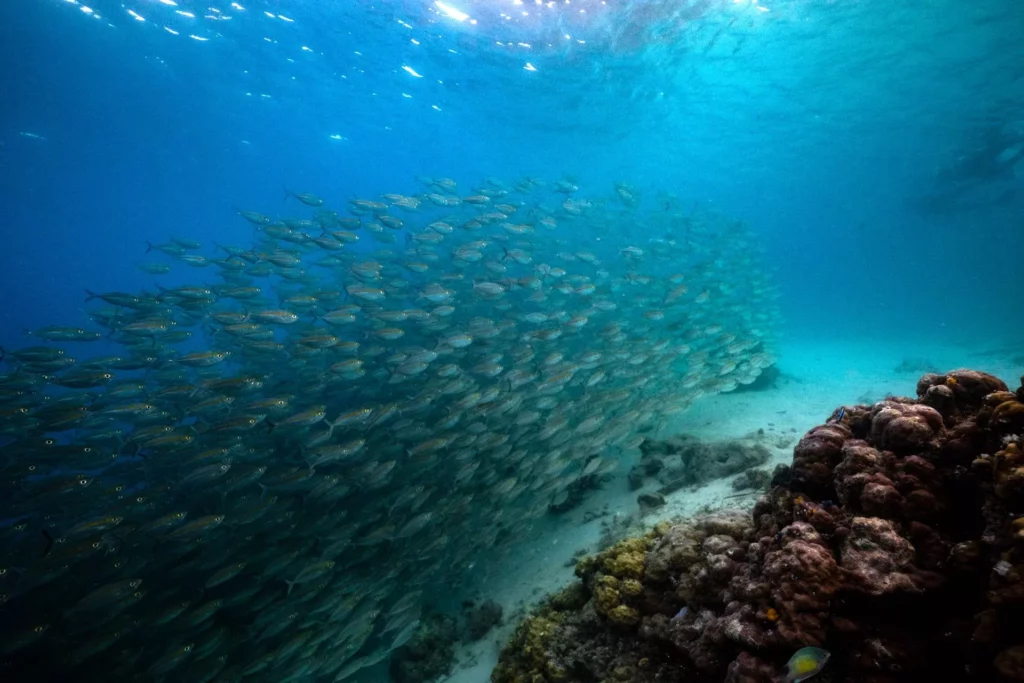 Schooling fish, PNG (Ollie Velasco / NatGeo Pristine Seas)