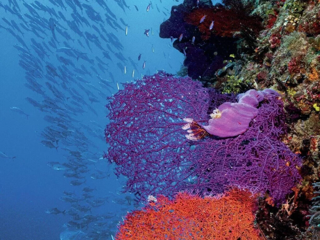 Vibrant orange and pink Gorgonian sea fans swaying in the ocean current along a reef wall in the Great Barrier Reef.