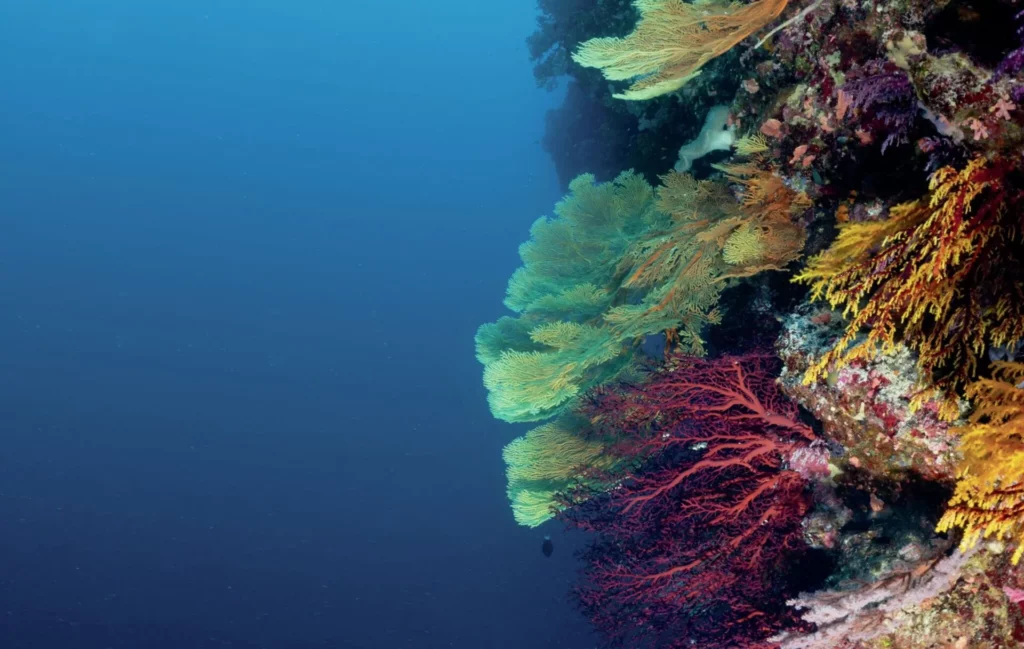 Large, colorful orange sea fans extending into the current on a healthy Australian reef wall.