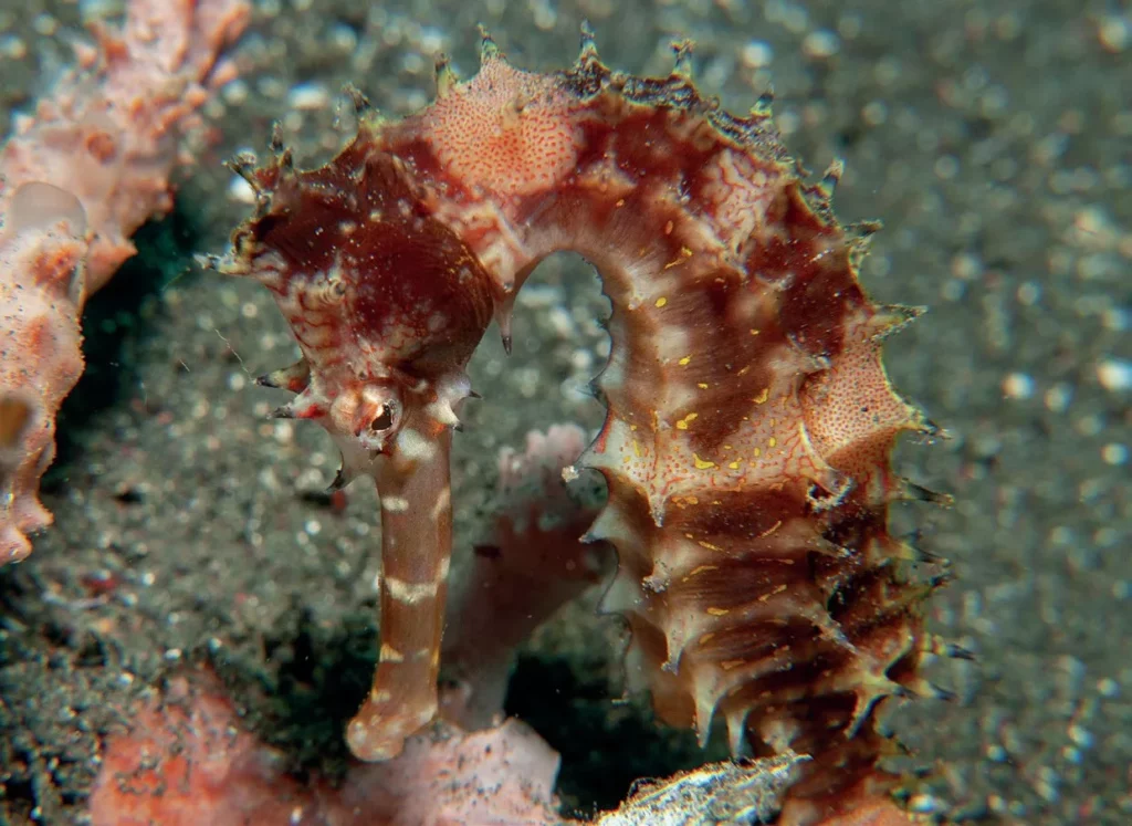 Muck Diving in Lembeh Strait: Ultimate Passport to Paradise (Pt. III) 4 A detailed macro photograph of a thorny seahorse gripping onto debris on a muck dive.
