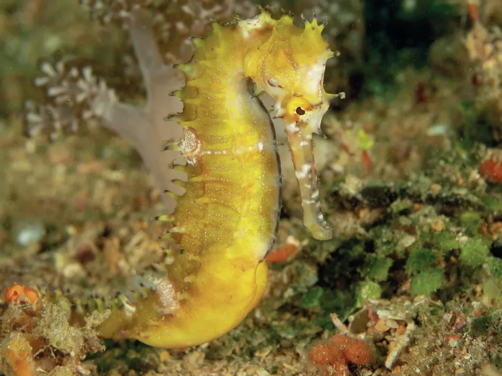 A yellow seahorse camouflaged perfectly against a matching gorgonian coral branch.