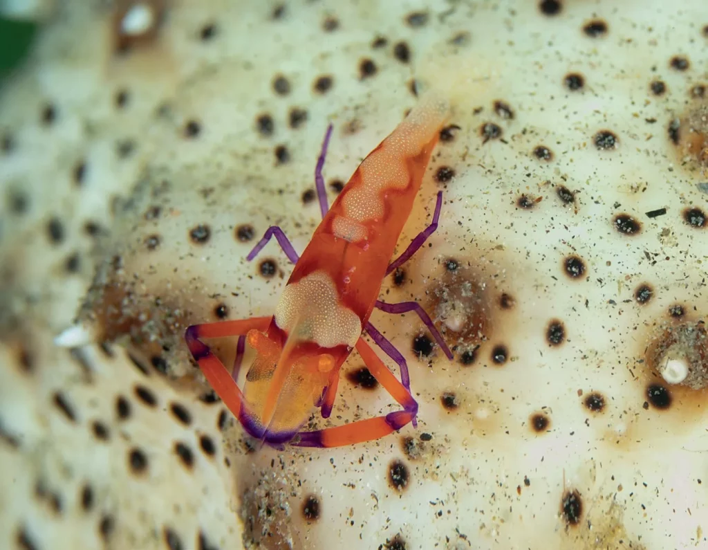 Muck Diving in Lembeh Strait: Ultimate Passport to Paradise (Pt. III) 1 A vibrantly colored orange and purple macro shrimp resting on a host invertebrate.