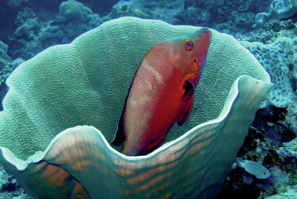 A red snapper fish seeking shelter inside the cavity of a large barrel sponge.