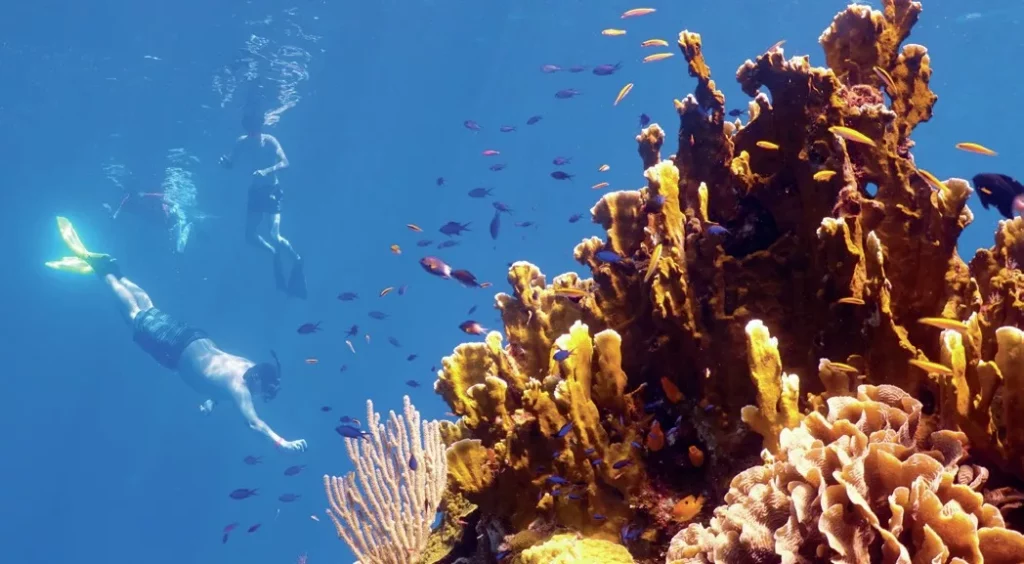 A group of people enjoying family snorkeling adventures while exploring vibrant coral reefs and tropical fish.