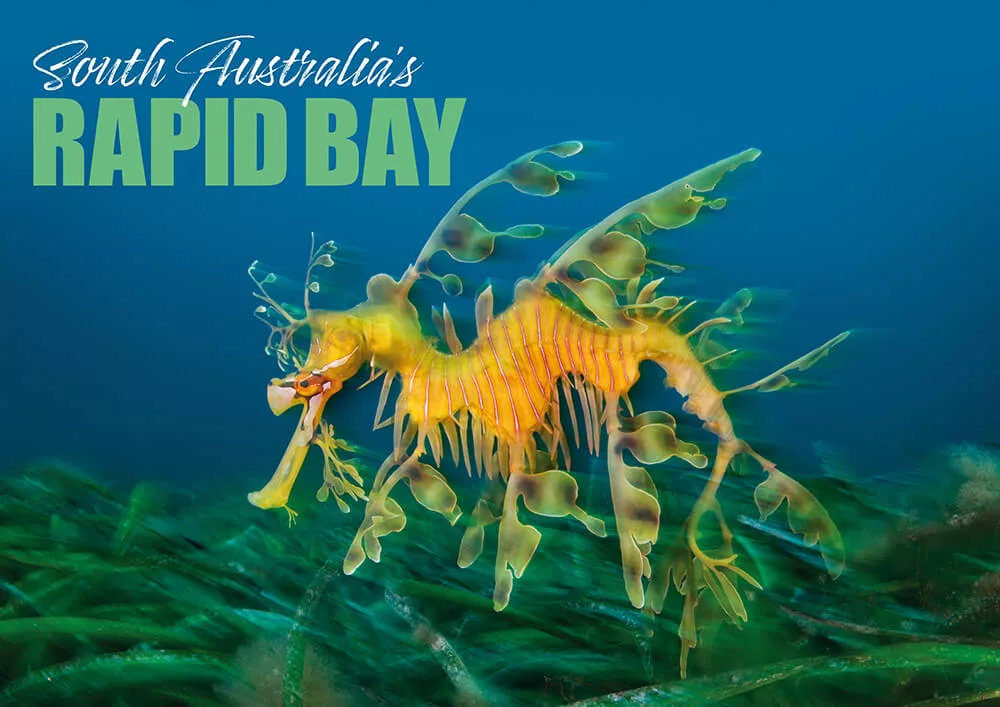 A stunning close-up of a leafy seadragon drifting near the structure of South Australia’s Rapid Bay jetty