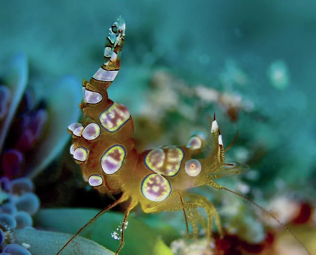 photography Close-up of a tiny Squat Shrimp, known as a sexy shrimp, on a reef in Australia.