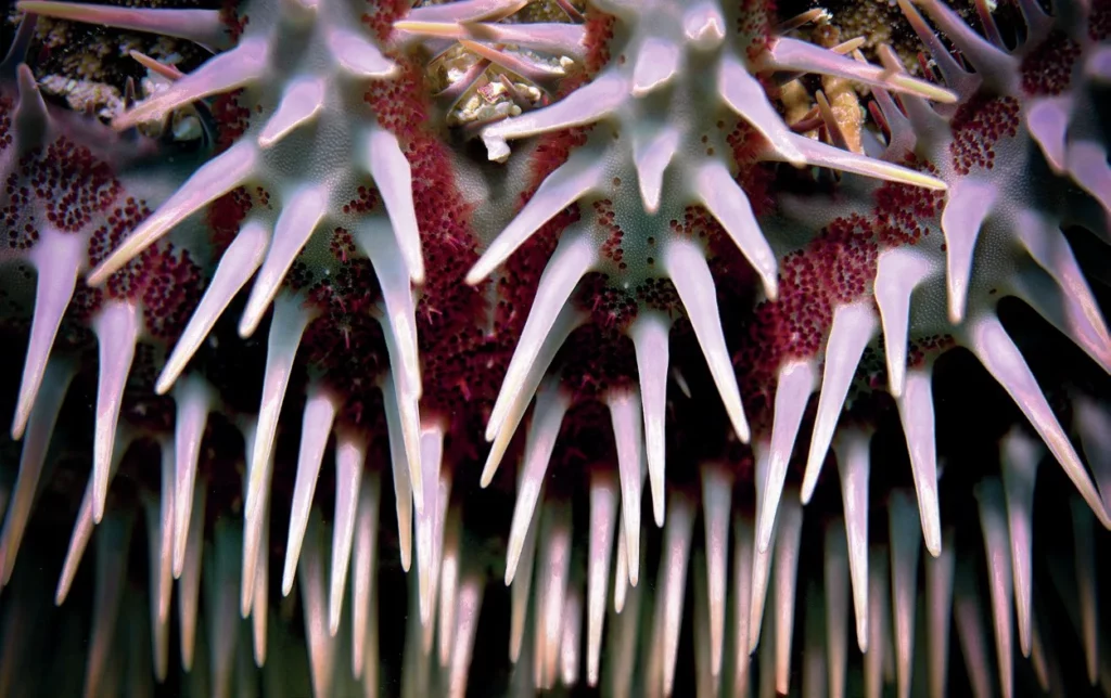 Detailed close-up of a starfish showing the intricate textures and patterns of its skin.