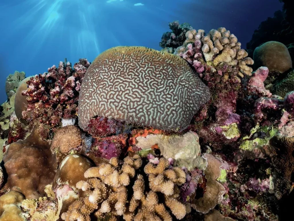 Sunlight streaming through the surface of the turquoise ocean onto the Great Barrier Reef, creating a cathedral lighting effect underwater.