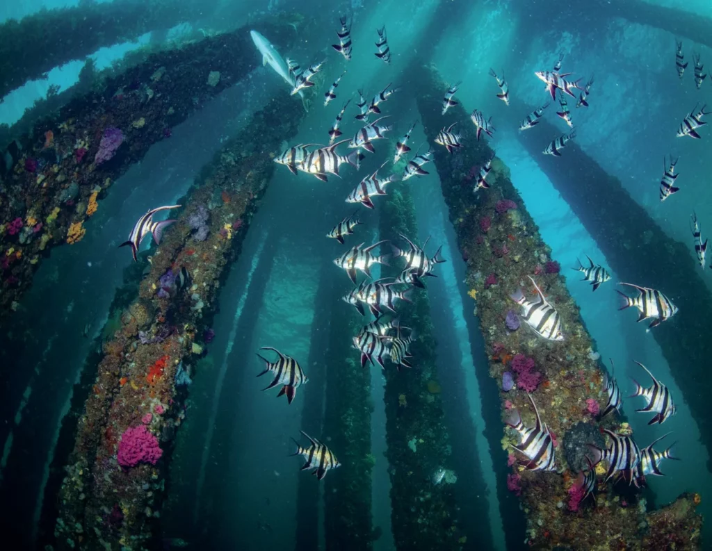 Towering underwater pylons of the old jetty decorated with soft coral growth and schooling fish.