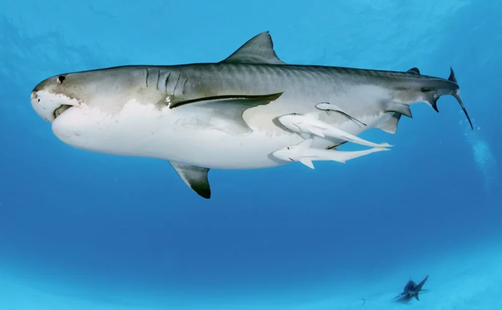 A majestic tiger shark accompanied by several remoras swimming in the crystal-clear Bahamian waters.