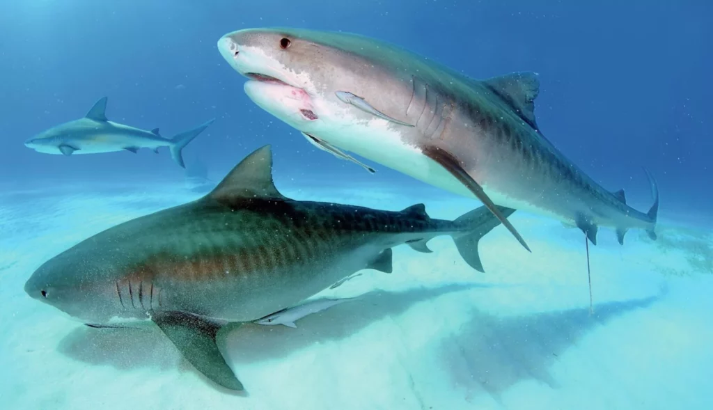A close-up view of the distinctive "tiger stripes" on the flank of a mature tiger shark.