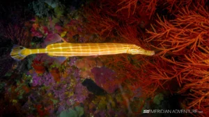 Raja Ampat Creature Feature Trumpetfish