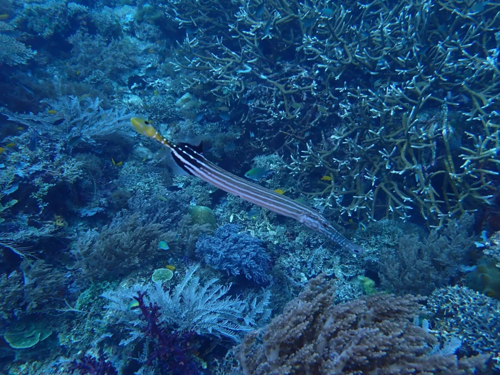 Trumpetfish 2