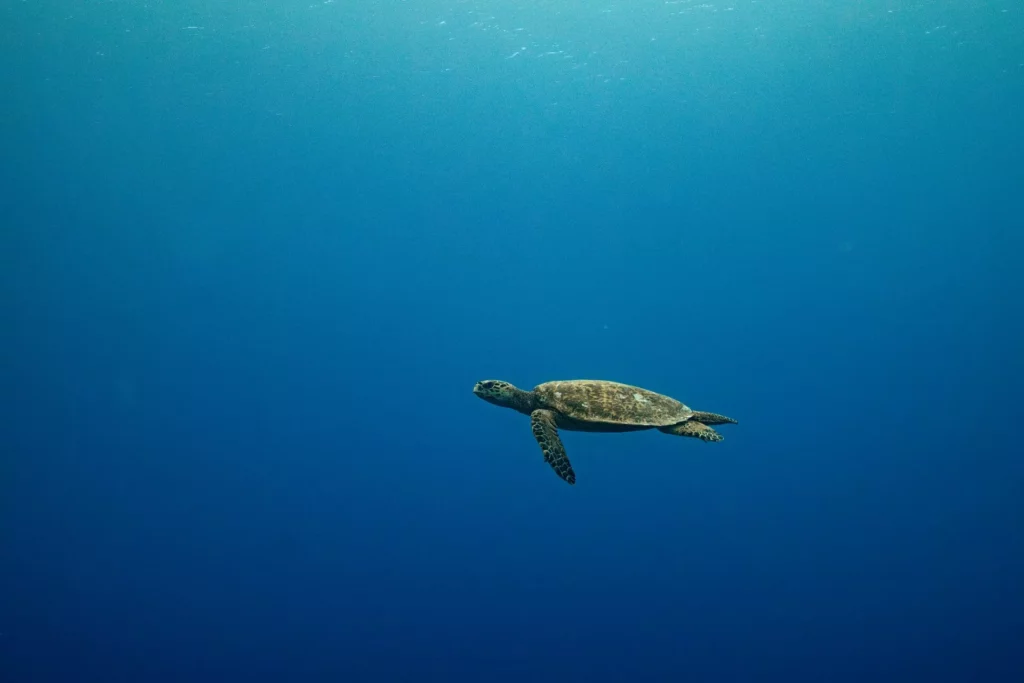 Turtle, PNG (Ollie Velasco / NatGeo Pristine Seas)