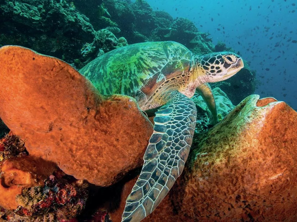 A large green sea turtle resting on a sponge at a Bunaken Marine Park dive site.