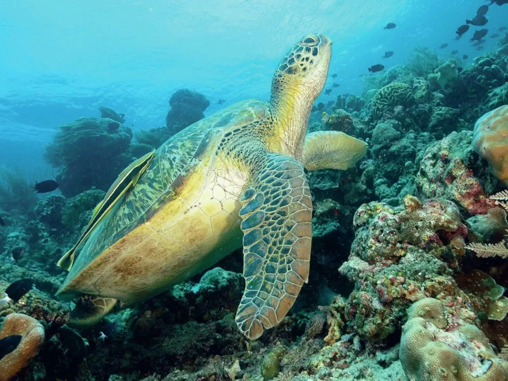 A sea turtle gliding effortlessly over a sloping coral reef structure in North Sulawesi.