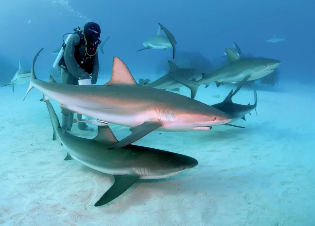 A large group of Caribbean reef sharks swarming during a managed shark feed.