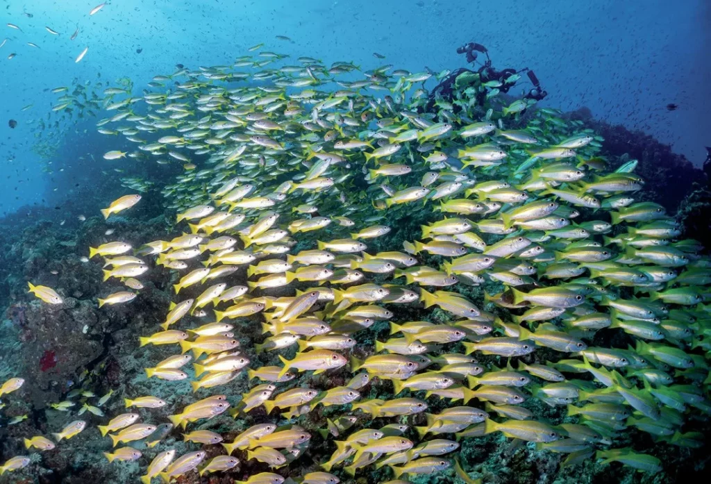 A massive shoal of yellow snapper fish surrounding a scuba diver on the Great Barrier Reef.