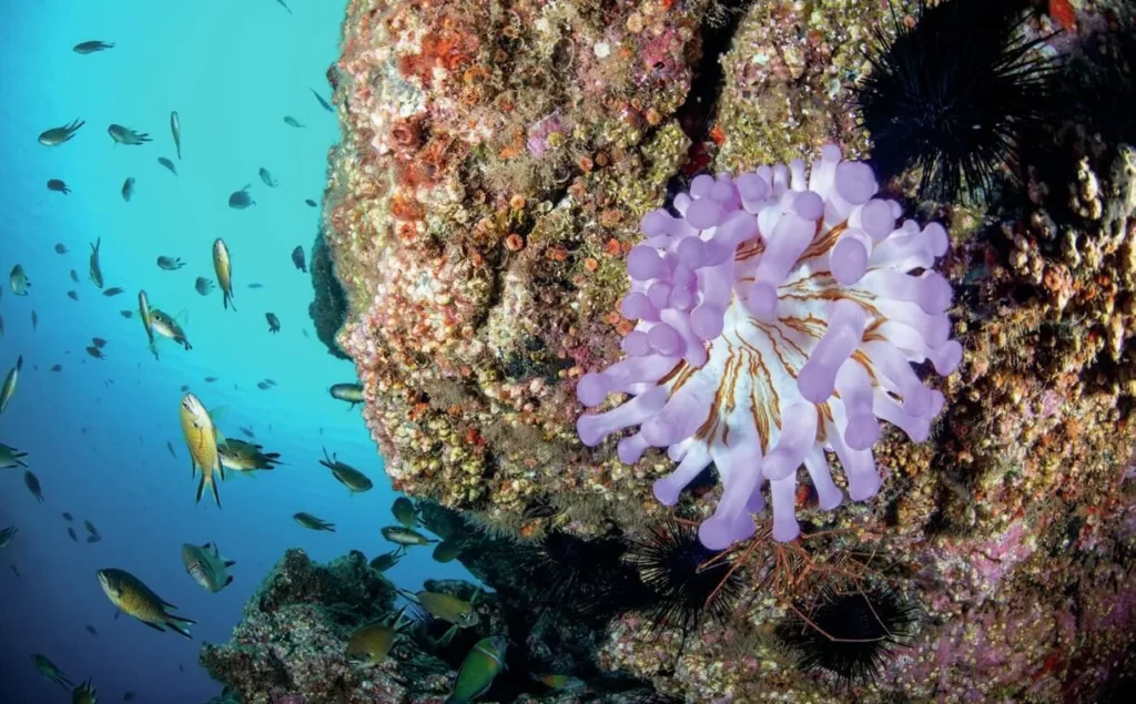 Colorful Atlantic anemone encrusted on volcanic rock underwater in Madeira.