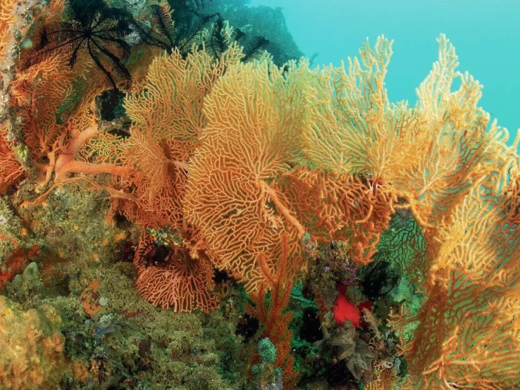 A diverse jungle of soft corals, orange sea fans, and crinoids covering a volcanic rock pinnacle.