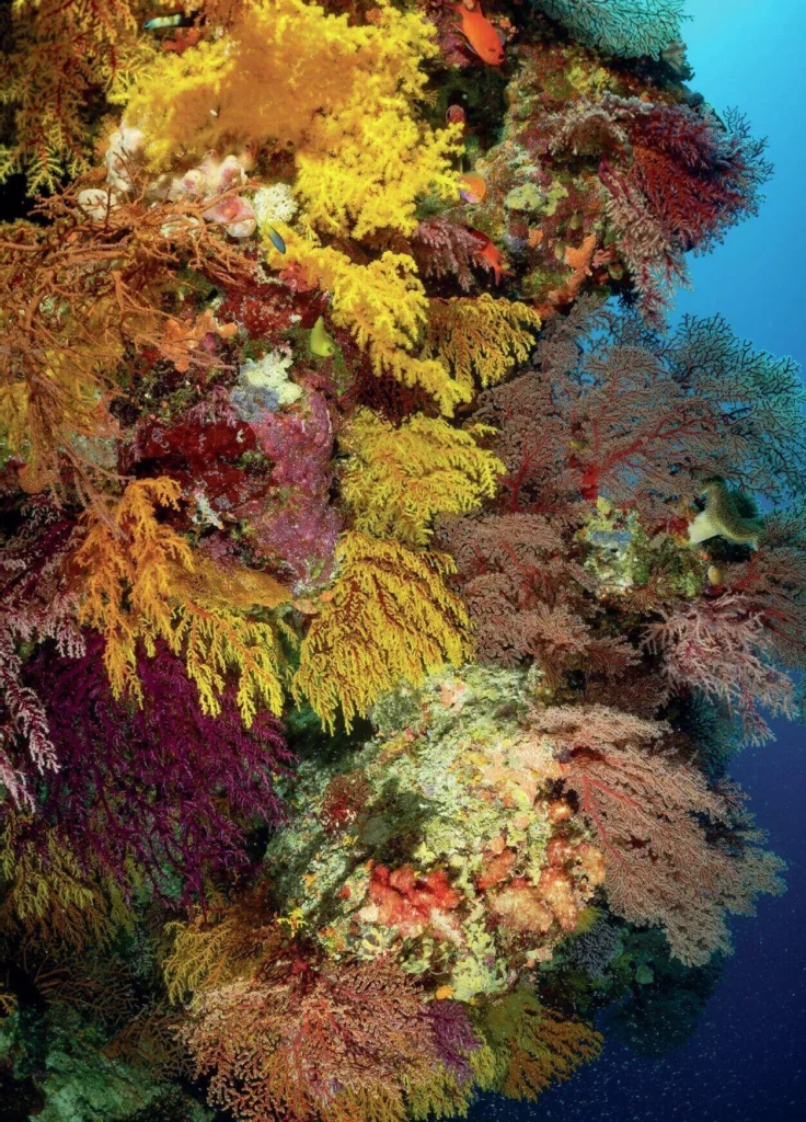 A mix of bright purple sponges and encrusting corals competing for space on a healthy reef.