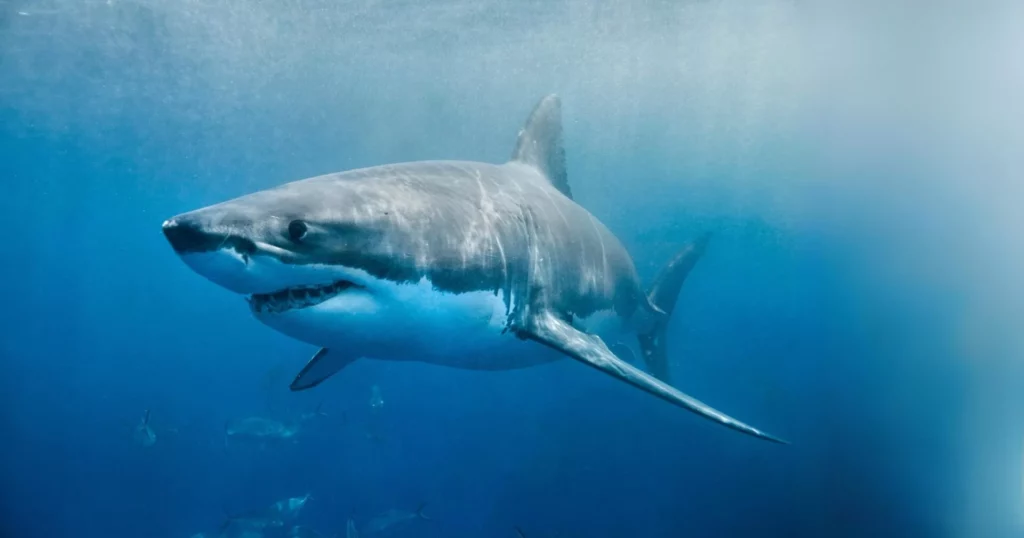 Shark Town to get UK premiere in Bristol 1 Great white shark (Shark Trust)