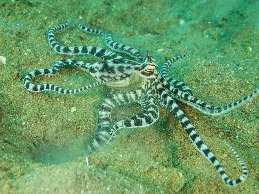 A rare wonderpus octopus displaying its distinct brown and white striped patterns on a sandy dive site bottom.