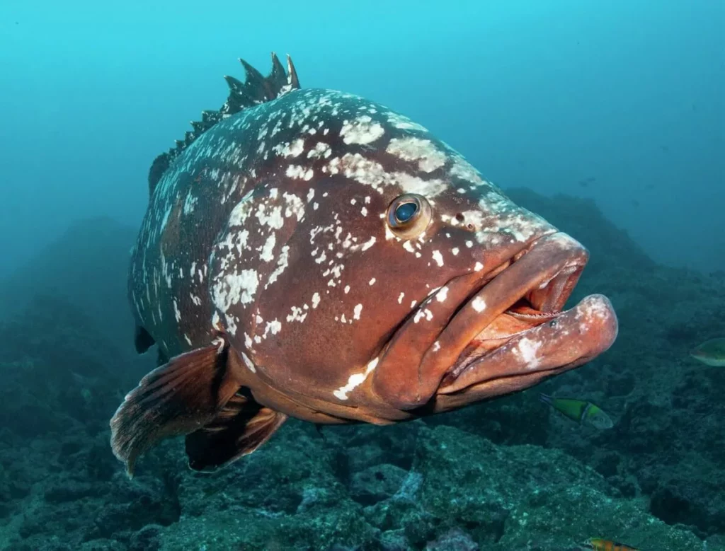 A large dusky grouper swimming near a rocky reef, a common sight when scuba diving Madeira.