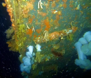 ROV imagery of Kotohira Maru, showing hull plating with cargo batten (Dominic Bush)