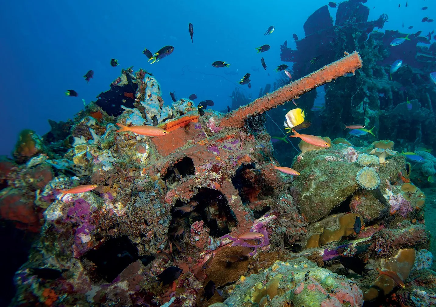 The B17 Flying Fortress is now home to a plethora
of marine life