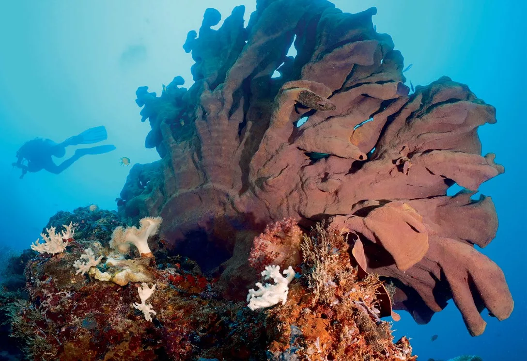 Diver exploring Hanasivi Reef