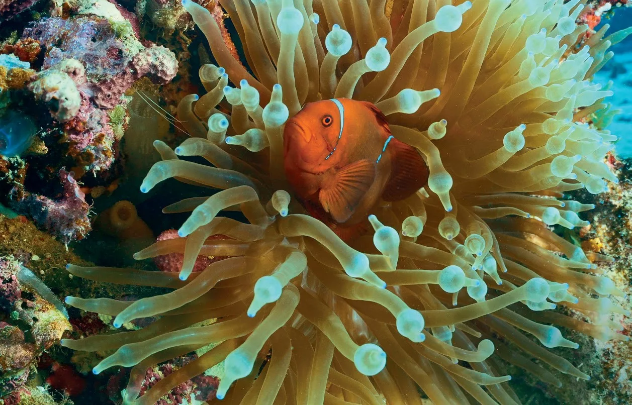 Anemonefish in Maravaghi Bay