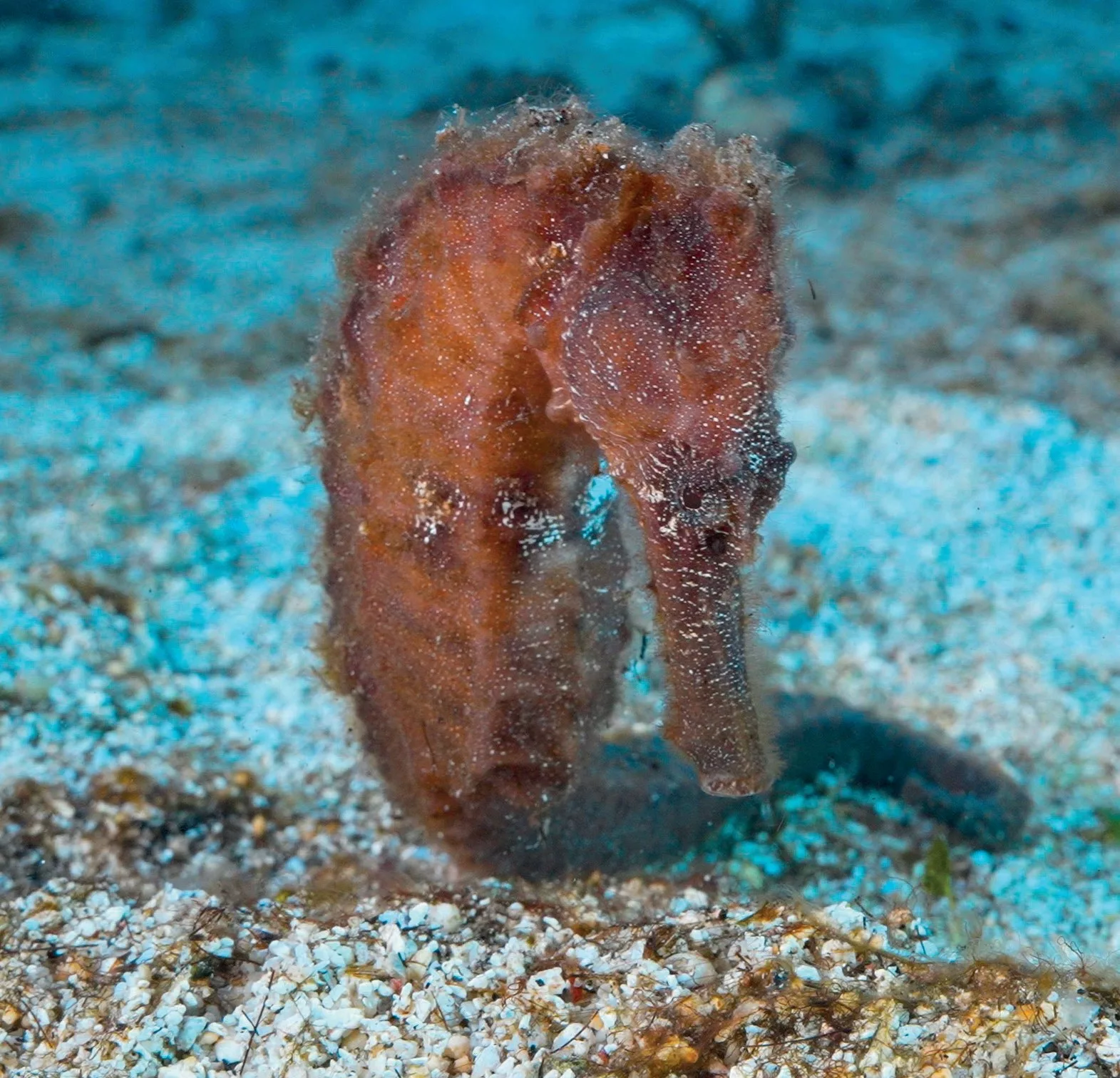 Seahorse in
Maravaghi Bay