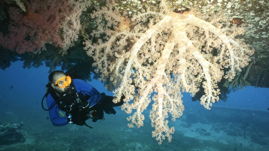 PADI joins Aqaba Blue: Ocean Future in Action as Presenting Partner 1 Aqaba