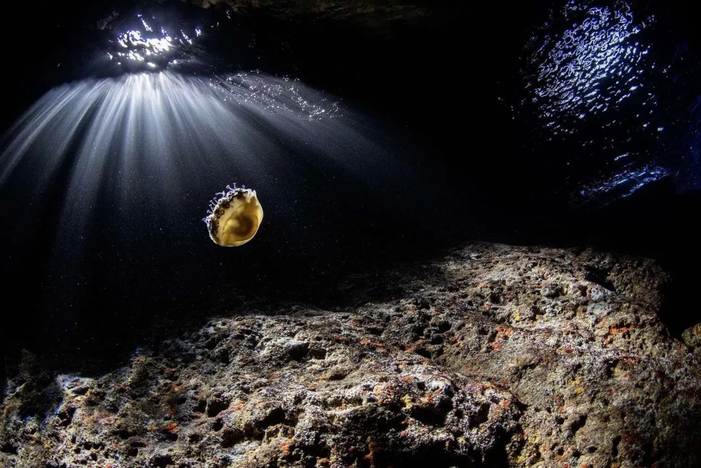 2025 MARE Animalia winner Lights And Shadows (Xavier Mas Ferrà)