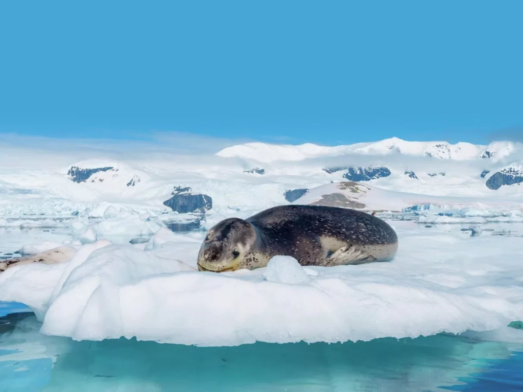 A massive leopard seal resting peacefully on a floating ice sheet in Antarctica.