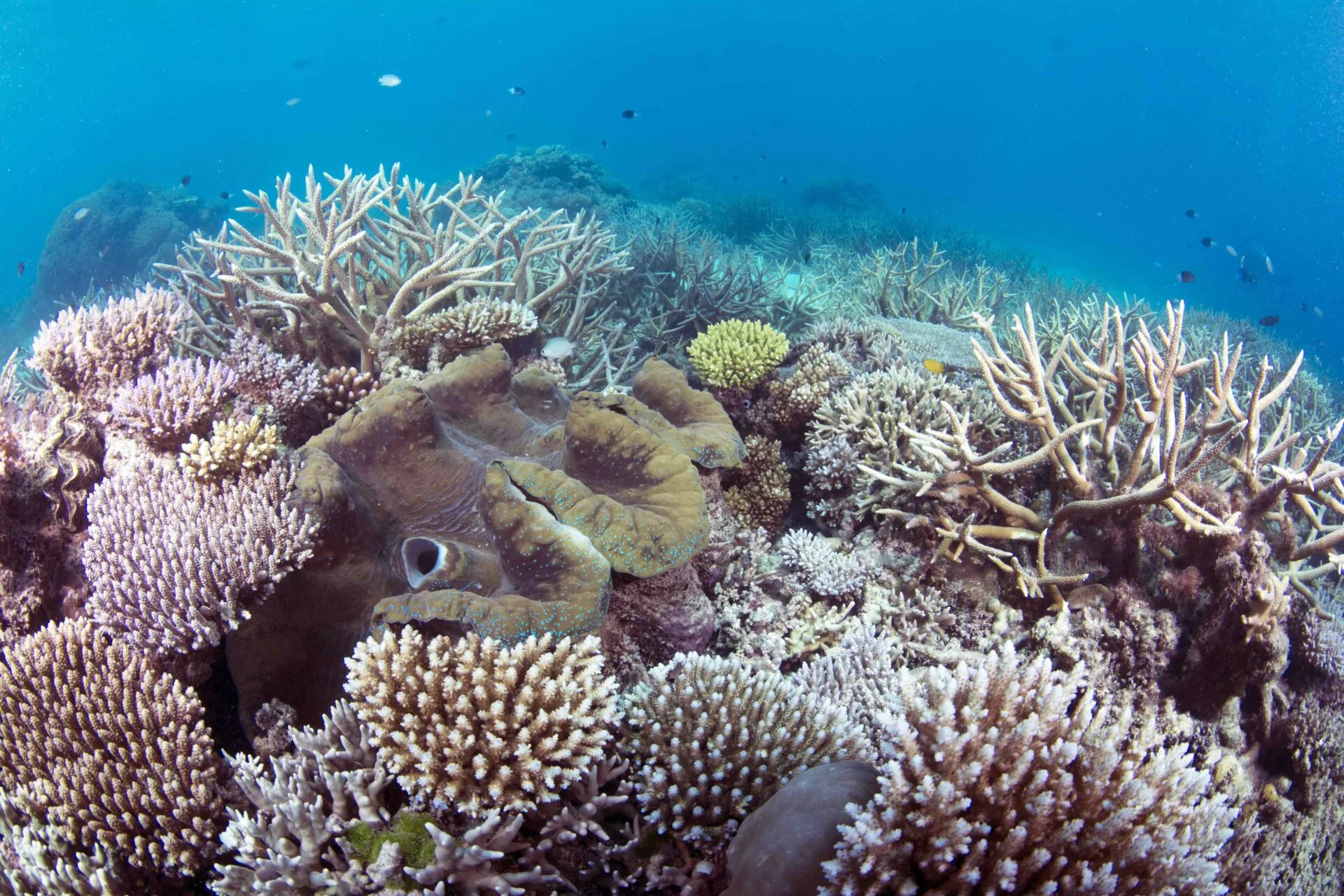 Protect our oceans or risk $4.2-billion tourism hit - Divernet
