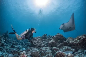 Diver and reef manta (Simon Hilbourne)