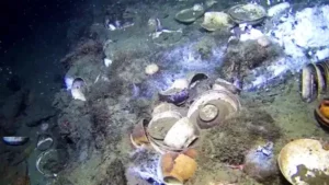 Cargo on the Porcelain Wreck site (Espen Starstad / NMM)