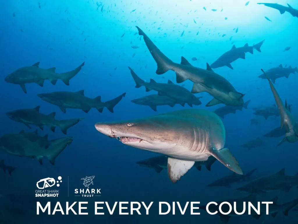 The Shark Trust gears up for Shark Month (Shark Trust)