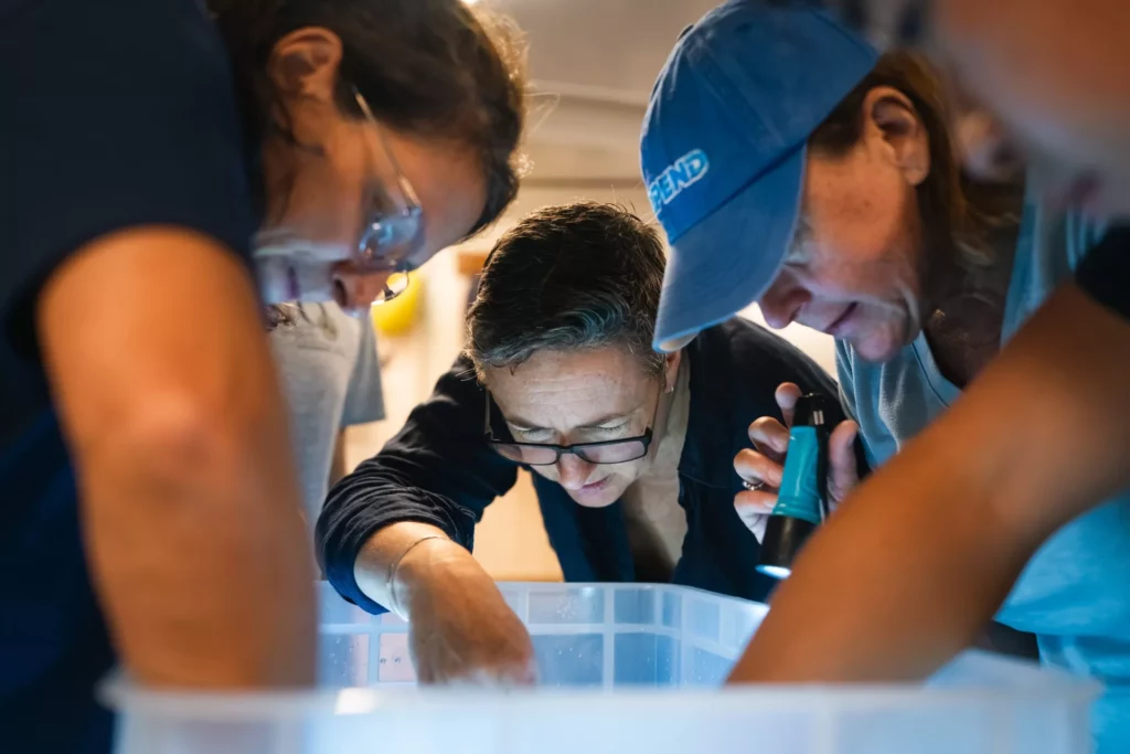 
Expedition chief scientist Dr Karen Osborn works with Heather Judkins and Dr Silvina Botta in Falkor (too)'s wet lab, gathering tiny animals from a container (Alex Ingle / Schmidt Ocean Institute)